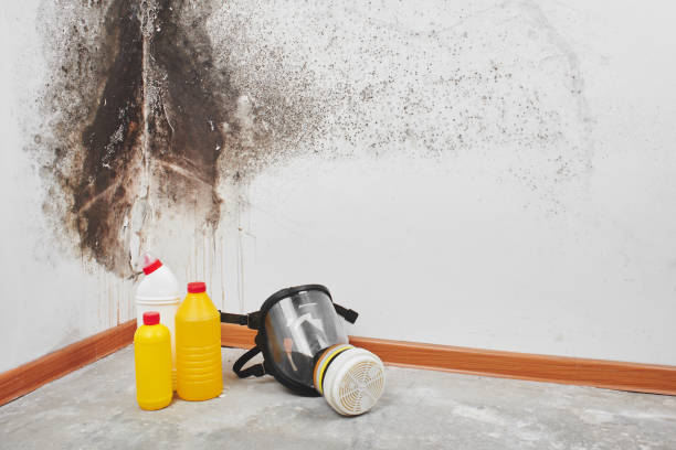 Office Mold Removal Services in Shelton, NE