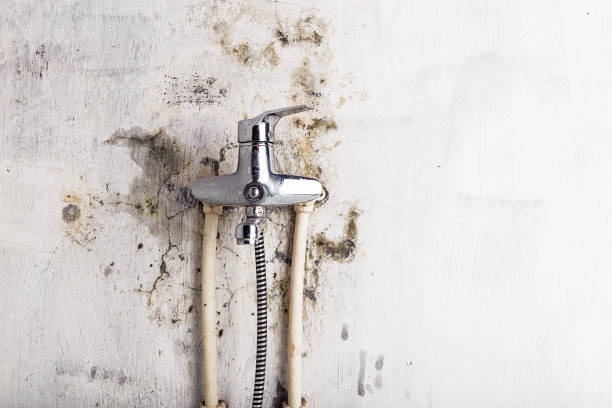 Best Mold Testing  in Shelton, NE