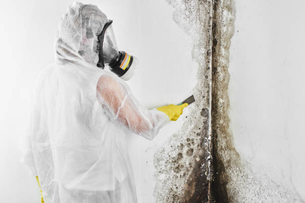 Best Certified Mold Removal  in Shelton, NE