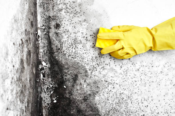 Professional Mold Removal in Shelton, NE