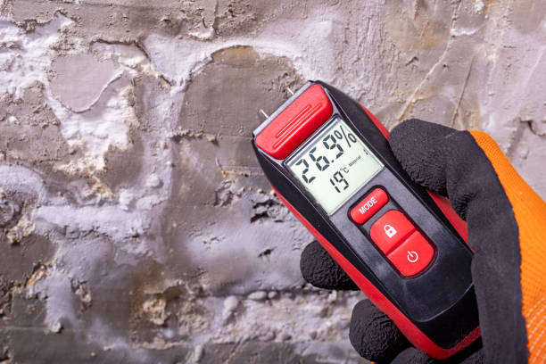 Best Toxic Mold Removal  in Shelton, NE