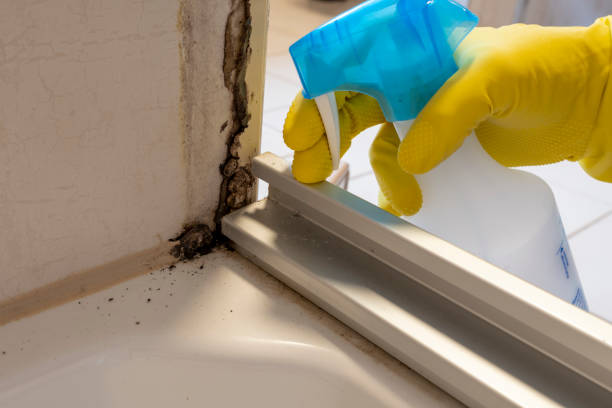 Best Home Mold Removal  in Shelton, NE