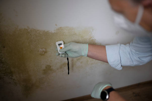 Attic Mold Removal in Shelton, NE