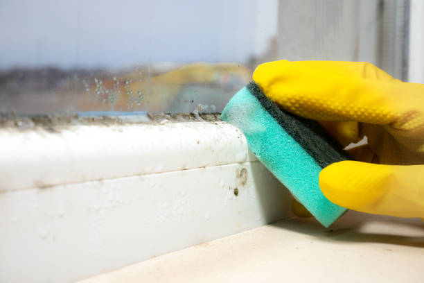 Best Mold Removal and Inspection  in Shelton, NE