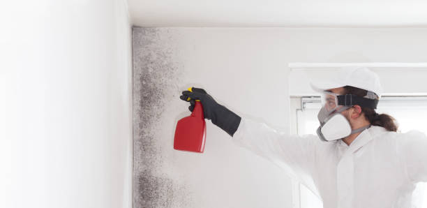 Best Home Mold Removal  in Shelton, NE