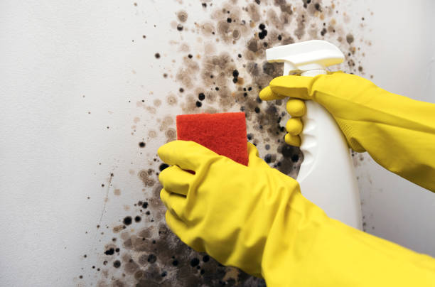 Best Mold Testing  in Shelton, NE