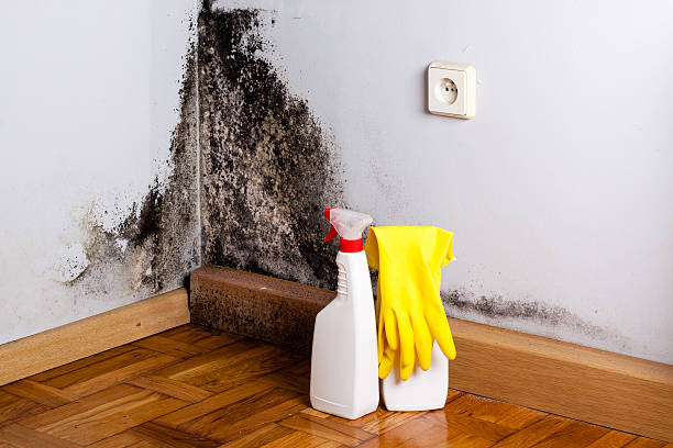 Best Black Mold Removal  in Shelton, NE