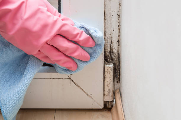 Home Mold Removal in Shelton, NE