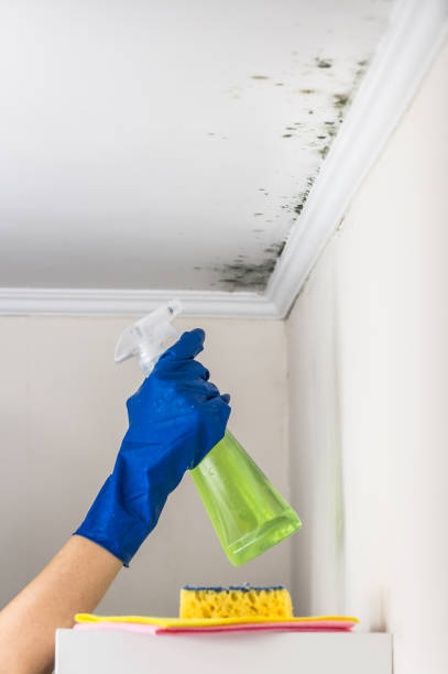 Best Affordable Mold Removal  in Shelton, NE